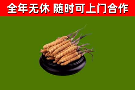 同江市回收冬虫夏草